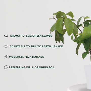 Tezpatta (bay leaf) plant